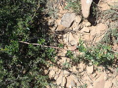 Rhoicissus tridentata