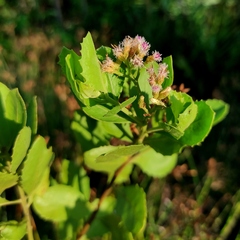 Pluchea indica