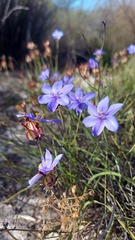 Aristea dichotoma