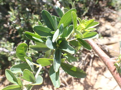 Rhoicissus tridentata