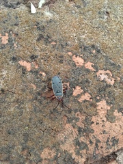 Probergrothius