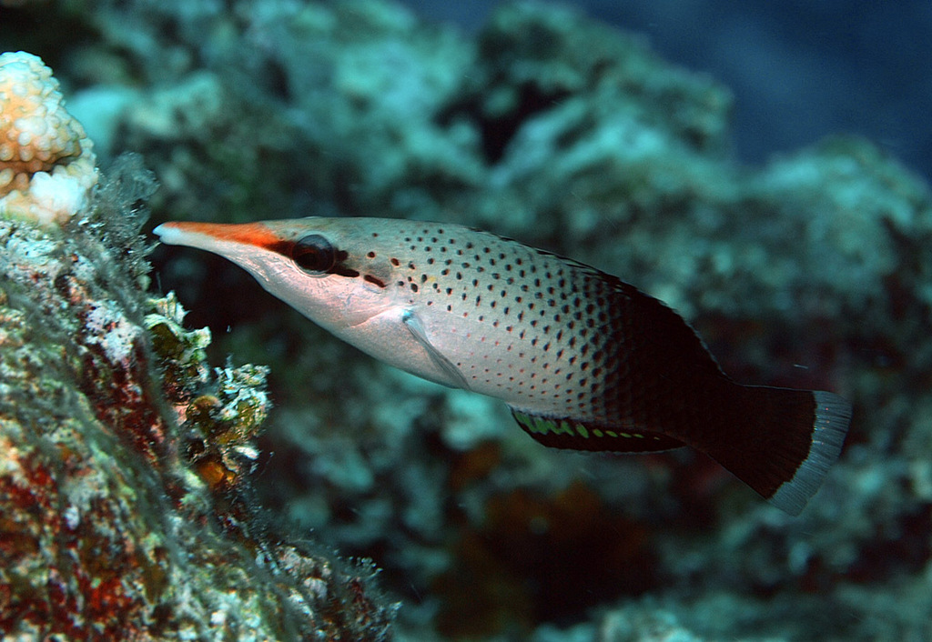 Bird Rass Fish Bird Wrasse from Kwajalein Atoll, RMI on November 28, 2010 by uwkwaj ...