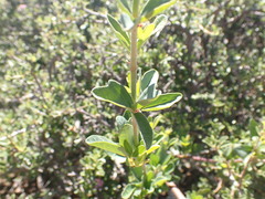 Rhoicissus tridentata