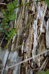 Pellenes tripunctatus