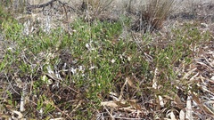 Lachnaea grandiflora