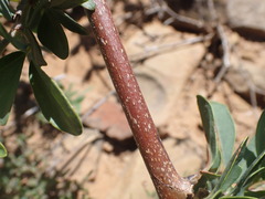 Rhoicissus tridentata