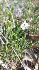 Lachnaea grandiflora