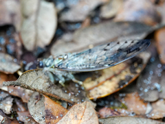 Neocicada hieroglyphica