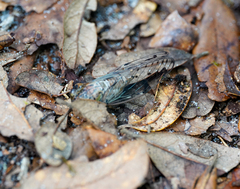 Neocicada hieroglyphica