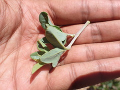 Rhoicissus tridentata