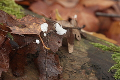 Marasmius epiphyllus