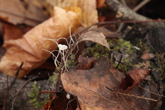 Marasmius epiphyllus