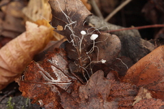 Marasmius epiphyllus