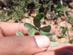 Rhoicissus tridentata