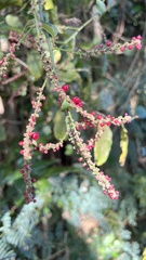 Deeringia amaranthoides