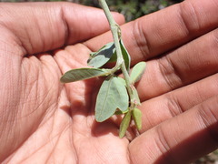 Rhoicissus tridentata