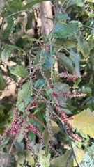 Deeringia amaranthoides