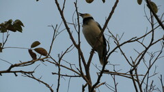 Gracupica nigricollis