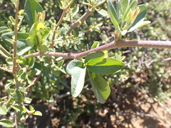 Rhoicissus tridentata