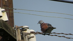 Streptopelia tranquebarica