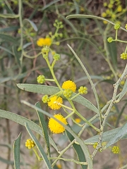 Acacia ligulata