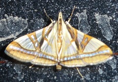 Agrioglypta naralis