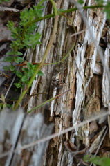 Pellenes tripunctatus