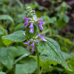Stachys bullata