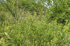 Crotalaria eremicola
