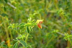 Crotalaria eremicola