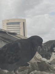 Columba livia domestica