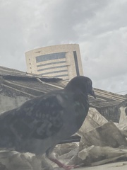 Columba livia domestica