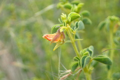 Crotalaria eremicola