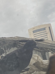 Columba livia domestica