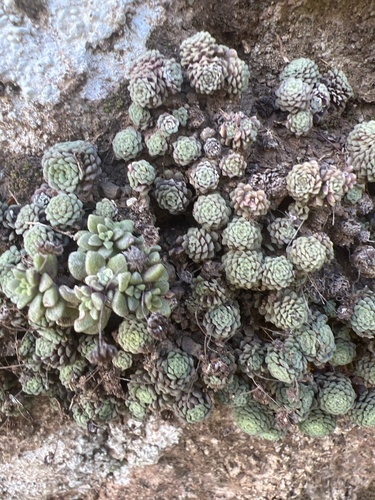 Monanthes polyphylla