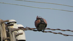 Streptopelia tranquebarica