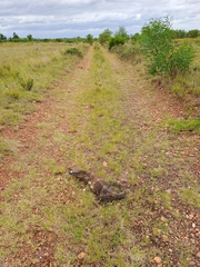 Varanus albigularis albigularis