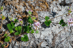 Pelargonium australe