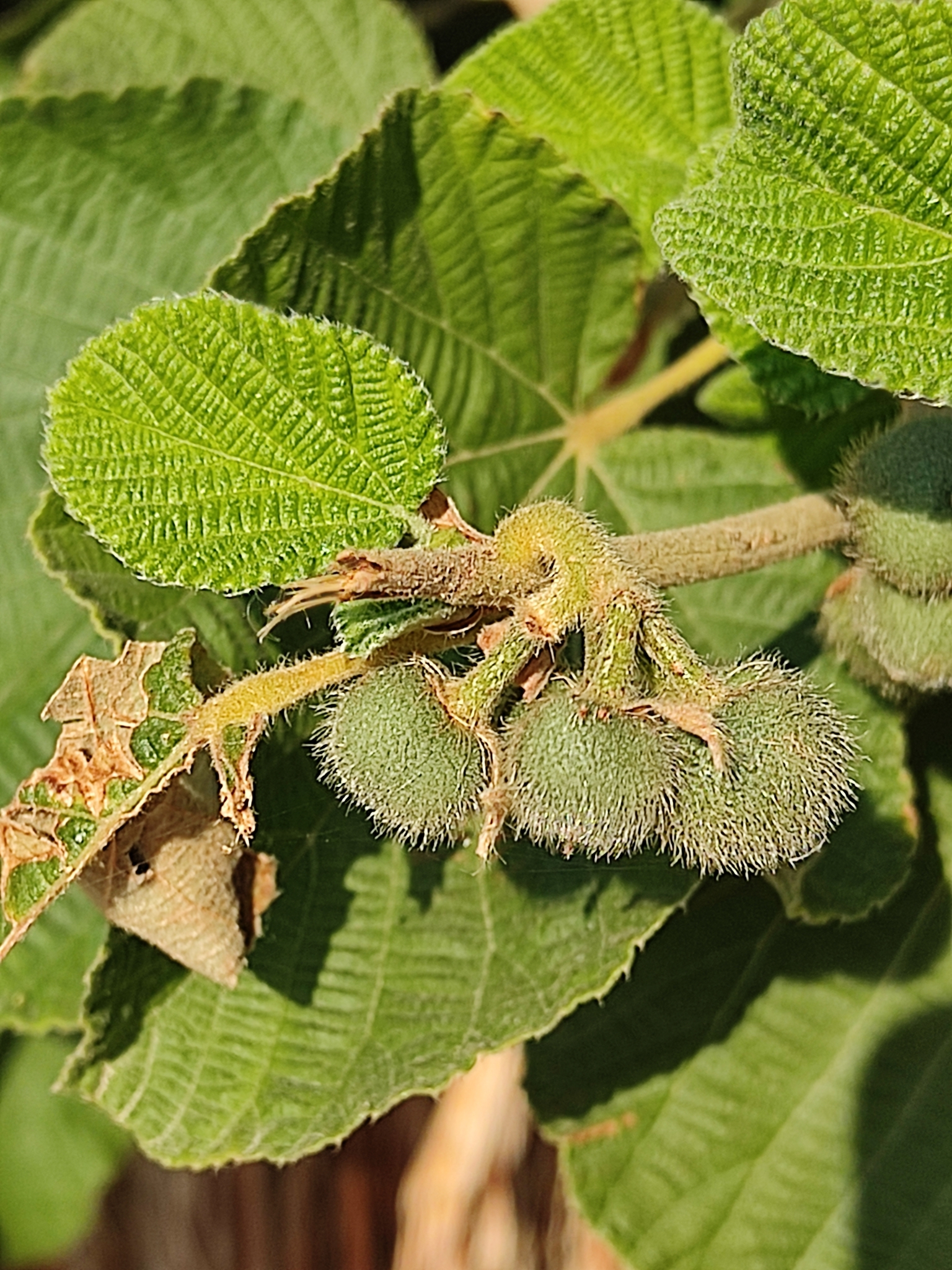 Grewia villosa