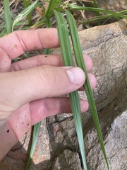 Carex fascicularis