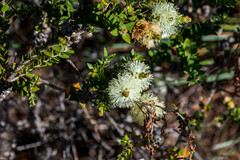 Melaleuca squarrosa