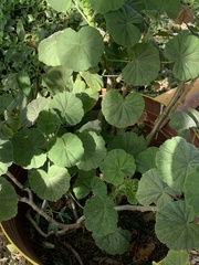 Pelargonium × hybridum