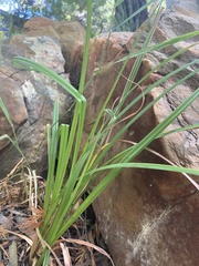 Carex fascicularis