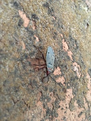 Probergrothius