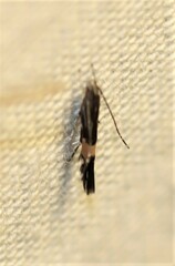 Cosmopterix macrula