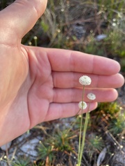 Syngonanthus flavidulus