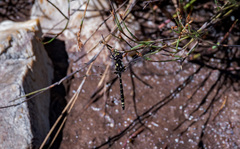 Synthemiopsis gomphomacromioides