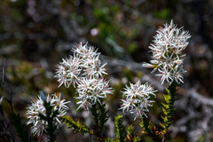 Sprengelia propinqua