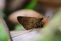 Polytremis lubricans