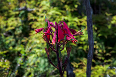 Blandfordia punicea